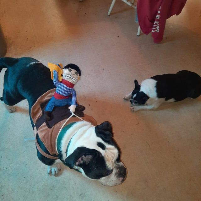Cheezburger Image 10673161984