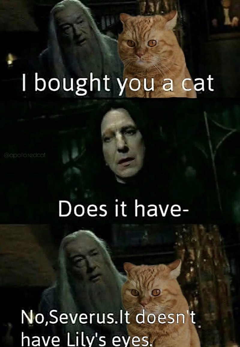 7313 I bought you a cat @apollo.redcat Does it have- No,Severus.It doesn't have Lily's eyes.