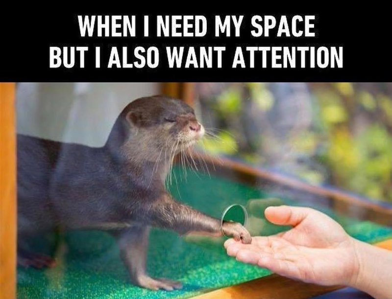 WHEN I NEED MY SPACE BUT I ALSO WANT ATTENTION