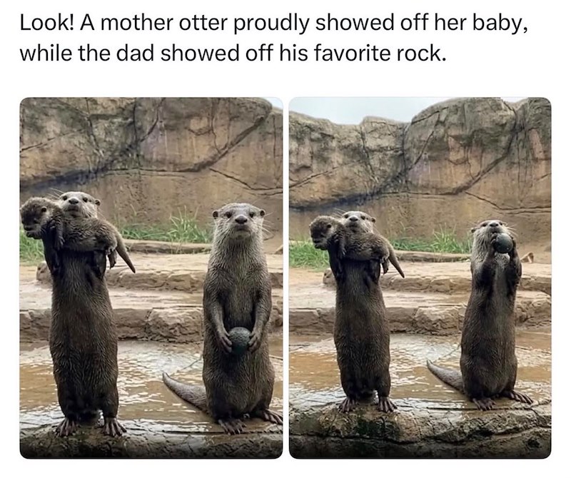 Look! A mother otter proudly showed off her baby, while the dad showed off his favorite rock.