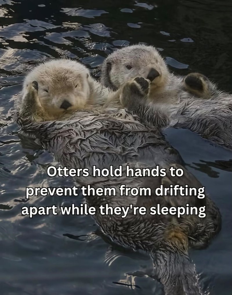 Otters hold hands to prevent them from drifting apart while they're sleeping