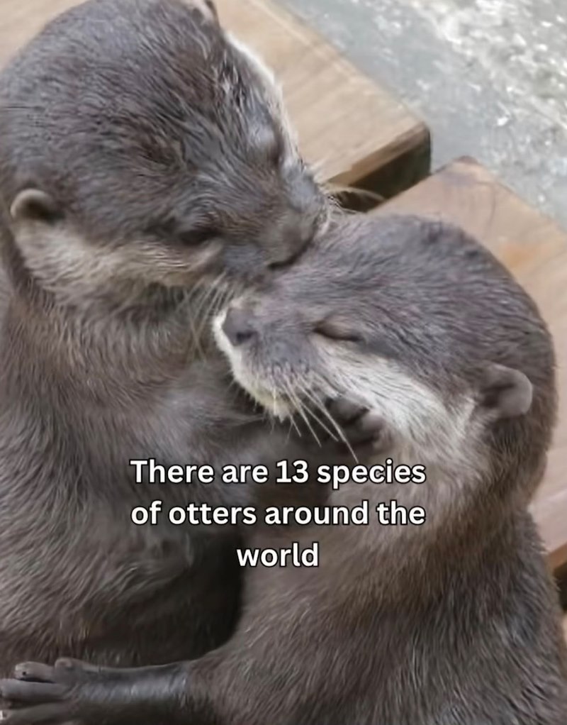 There are 13 species of otters around the world