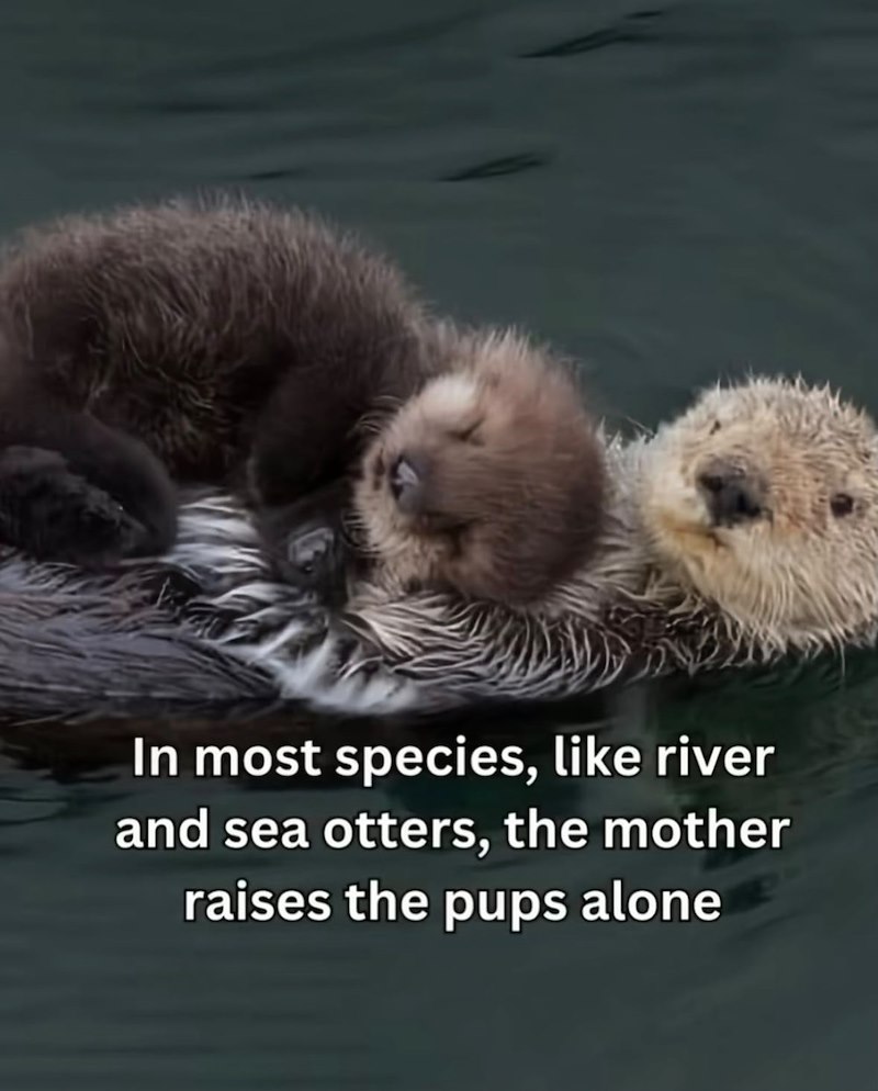 In most species, like river and sea otters, the mother raises the pups alone