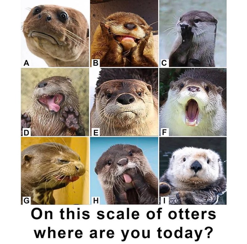 G 미 D A LLI E B C F H On this scale of otters where are you today?