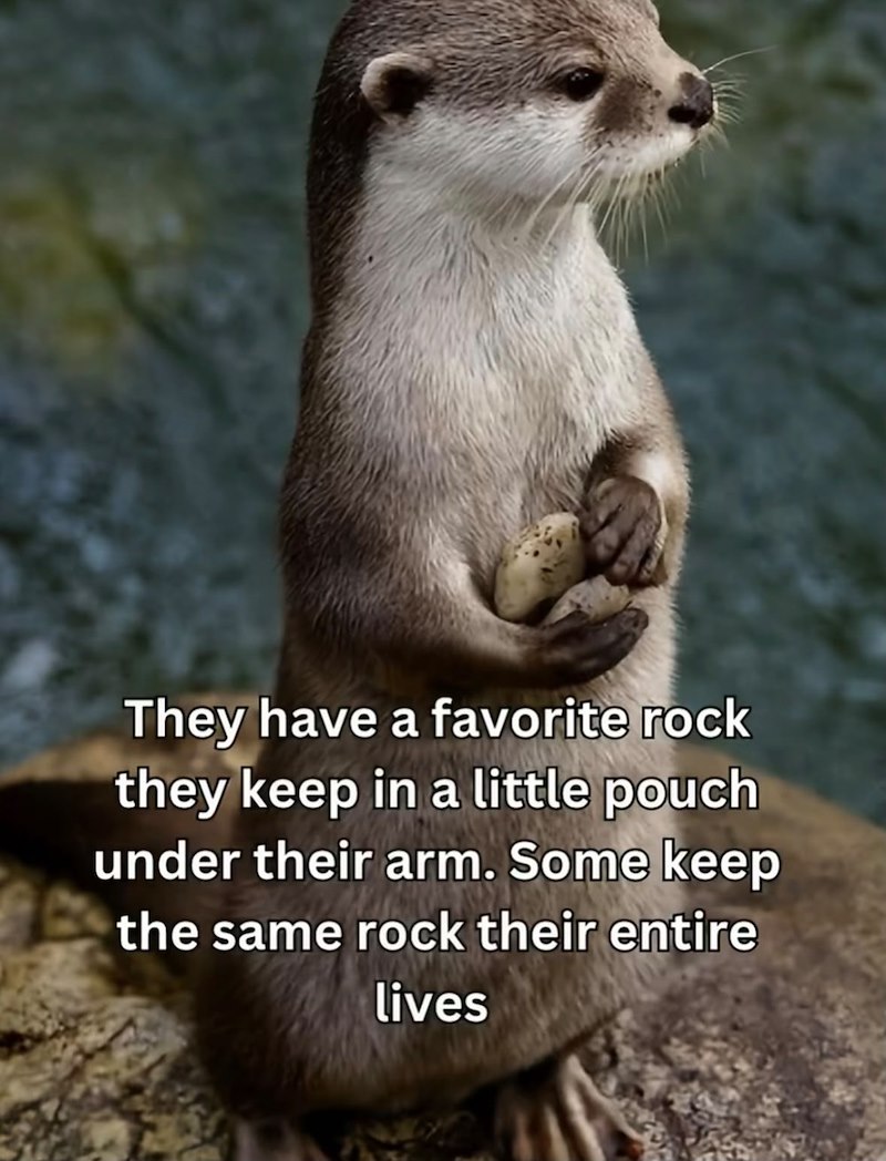 They have a favorite rock they keep in a little pouch under their arm. Some keep the same rock their entire lives