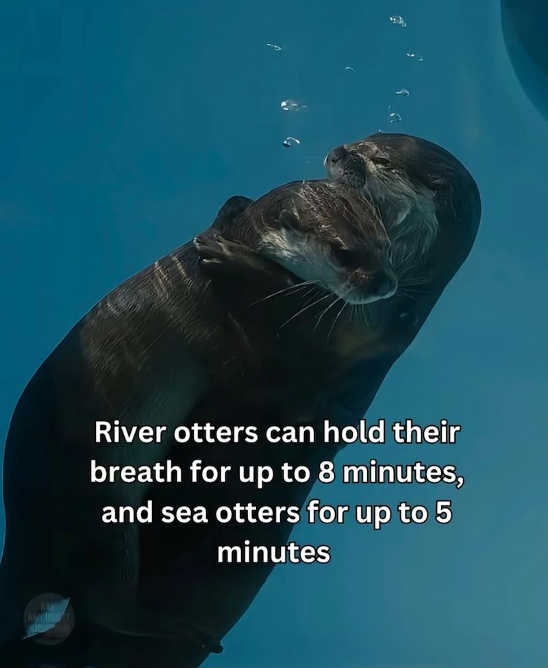 KAN River otters can hold their breath for up to 8 minutes, and sea otters for up to 5 minutes