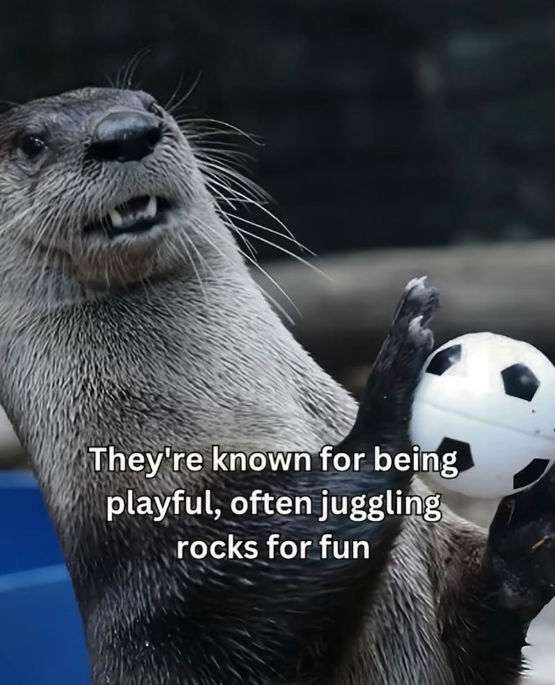 They're known for being playful, often juggling rocks for fun