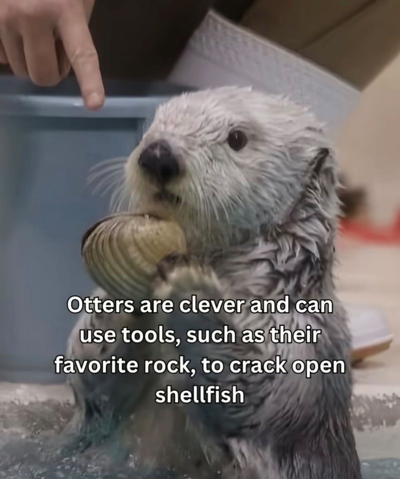 Otters are clever and can use tools, such as their favorite rock, to crack open shellfish