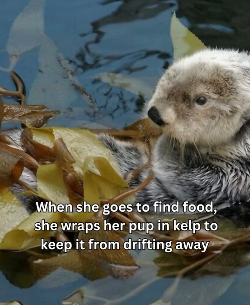 When she goes to find food, she wraps her pup in kelp to keep it from drifting away
