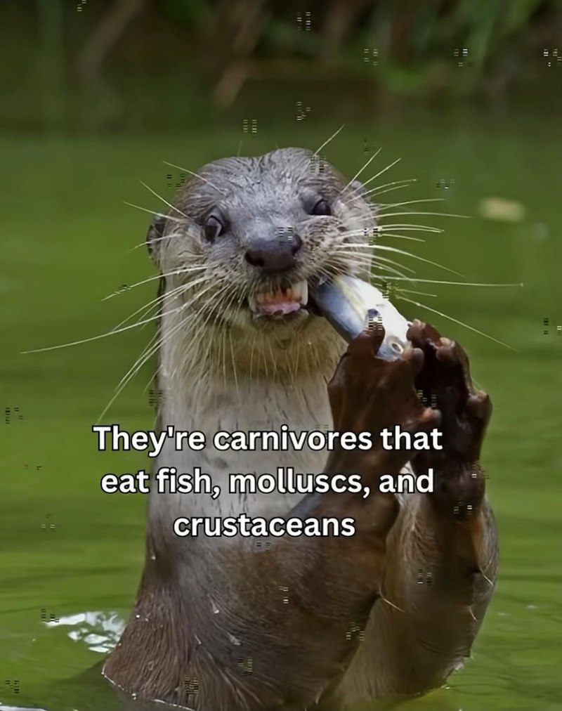They're carnivores that eat fish, molluscs, and crustaceans