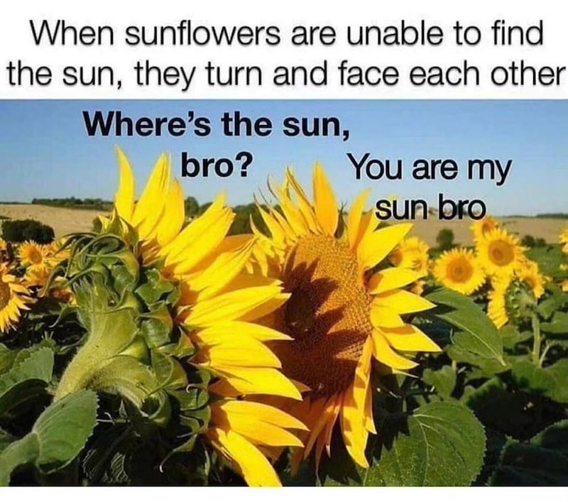 When sunflowers are unable to find the sun, they turn and face each other Where's the sun, bro? You are my sun bro