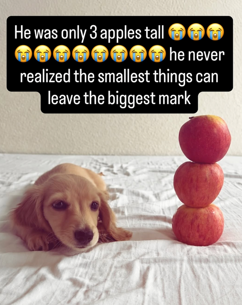 He was only 3 apples tall he never realized the smallest things can leave the biggest mark