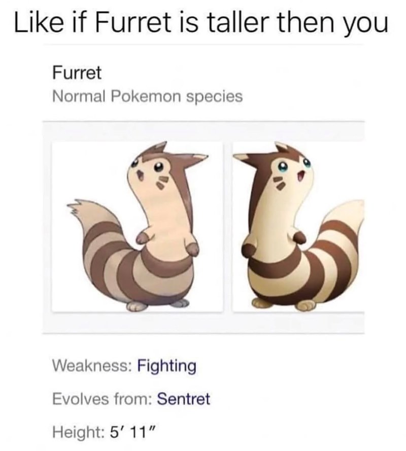 Like if Furret is taller then you Furret Normal Pokemon species Weakness: Fighting Evolves from: Sentret Height: 5'11"