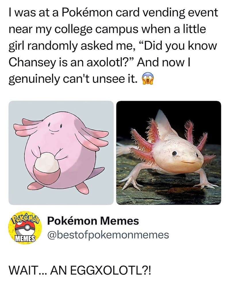 I was at a Pokémon card vending event near my college campus when a little girl randomly asked me, "Did you know Chansey is an axolotl?" And now I genuinely can't unsee it. Pokémon Pokémon Memes MEMES @bestofpokemonmemes WAIT... AN EGGXOLOTL?!