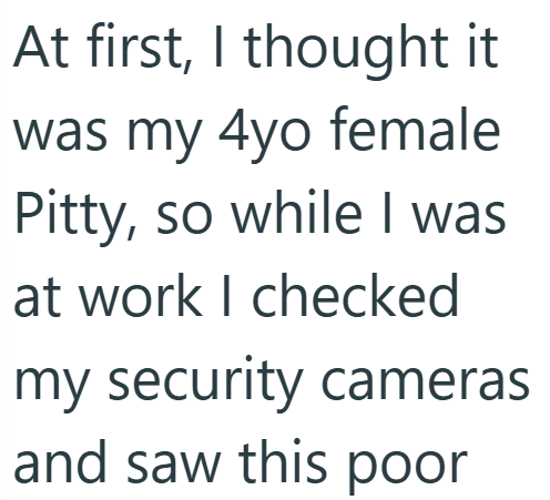 At first, I thought it was my 4yo female Pitty, so while I was at work I checked my security cameras and saw this poor