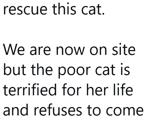 rescue this cat. We are now on site but the poor cat is terrified for her life and refuses to come