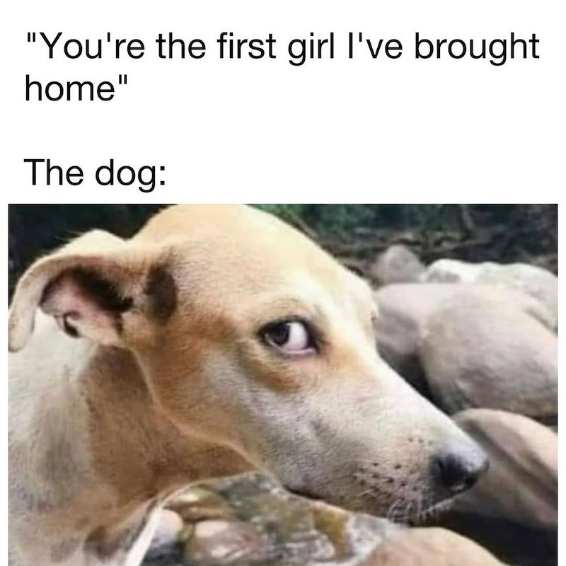 "You're the first girl I've brought home" The dog: