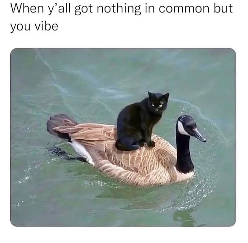 When y'all got nothing in common but you vibe