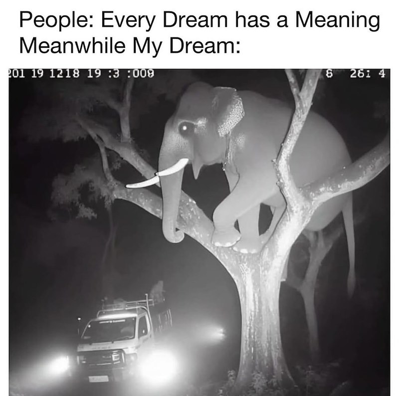 People: Every Dream has a Meaning Meanwhile My Dream: 201 19 1218 19 :3 :009 8 261 4
