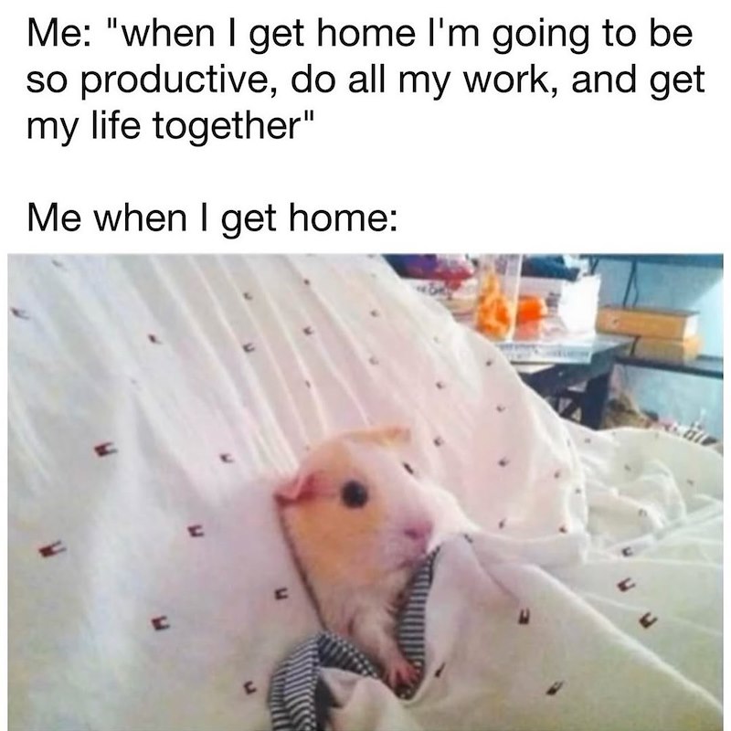 Me: "when I get home I'm going to be so productive, do all my work, and get my life together" Me when I get home: