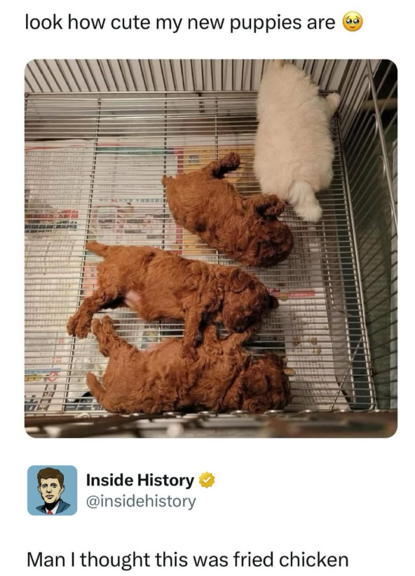 look how cute my new puppies are H <-5352 T Inside History @insidehistory Man I thought this was fried chicken