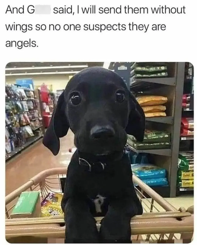 And G said, I will send them without wings so no one suspects they are angels.