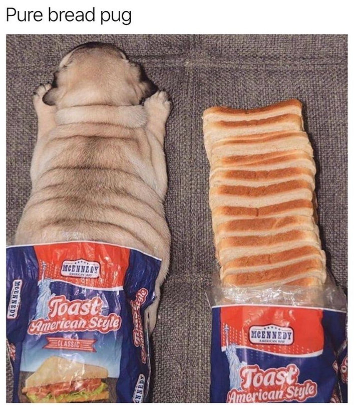 Pure bread pug MCENNEDY ANDRICANJAY Toast American Style CLASSIC NNEDY heyle MCENNEDY AMERICAN WAY Toast American Style