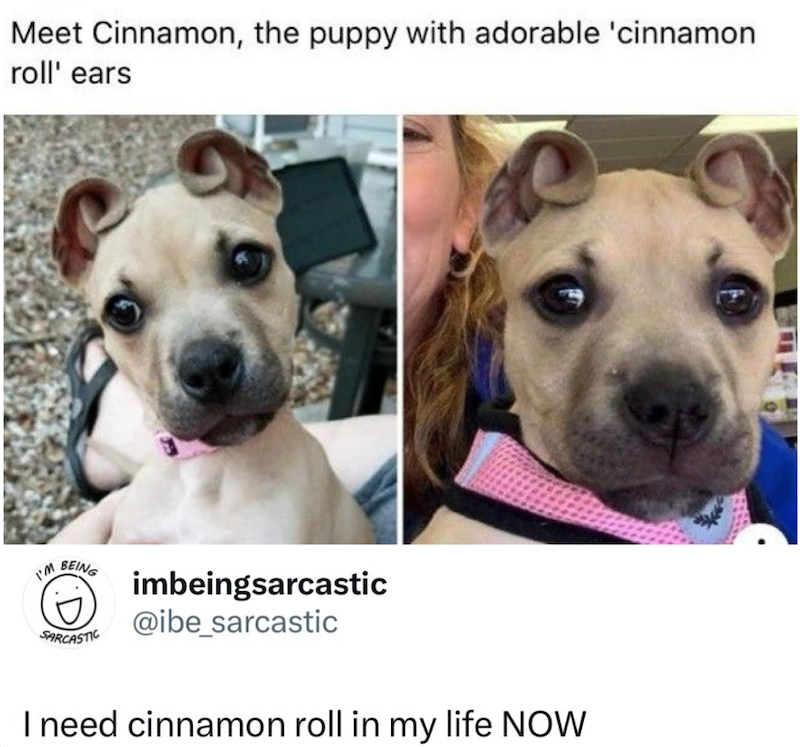 Meet Cinnamon, the puppy with adorable 'cinnamon roll' ears I'm BEING :D SARCASTIC imbeingsarcastic @ibe_sarcastic I need cinnamon roll in my life NOW