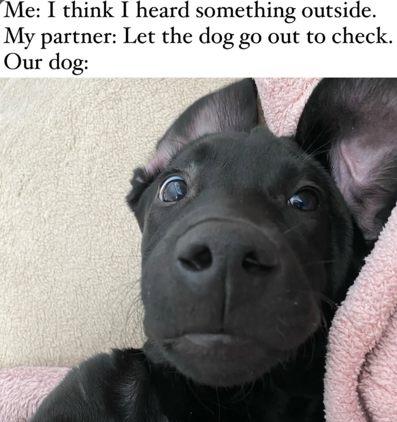 Me: I think I heard something outside. My partner: Let the dog go out to check. Our dog: