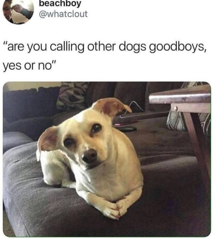 beachboy @whatclout "are you calling other dogs good boys, yes or no"