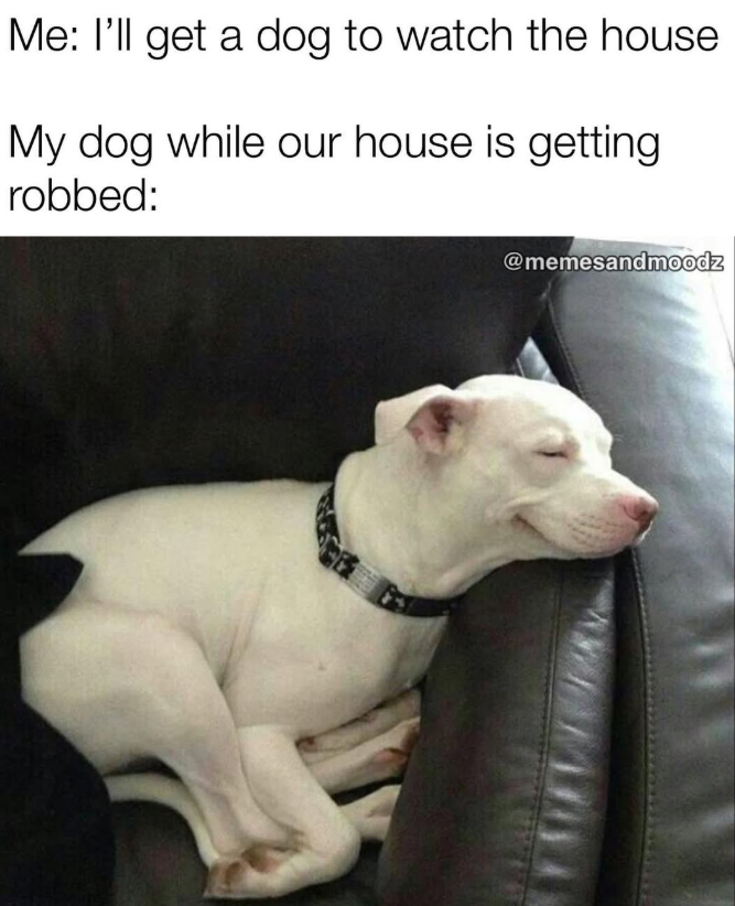 Me: I'll get a dog to watch the house My dog while our house is getting robbed: @memesandmoodz