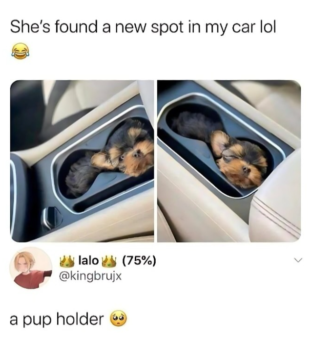 She's found a new spot in my car lol (75%) lalo @kingbrujx a pup holder >