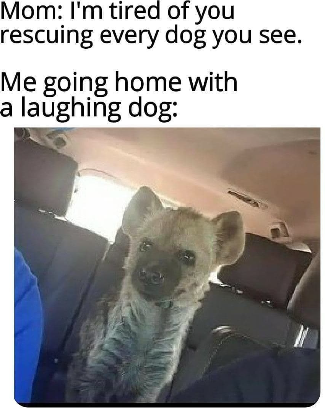 Mom: I'm tired of you rescuing every dog you see. Me going home with a laughing dog: