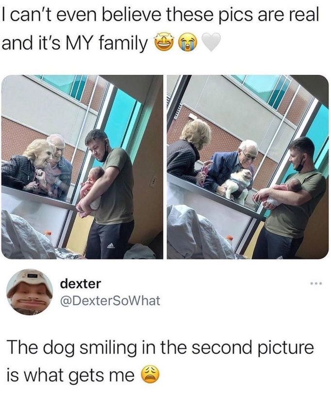 I can't even believe these pics are real and it's MY family dexter @DexterSoWhat The dog smiling in the second picture is what gets me 000
