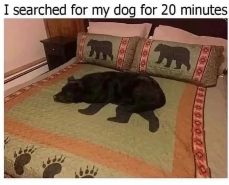 I searched for my dog for 20 minutes 100 E 707020 888