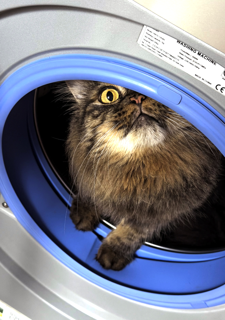 Model W7D 126365 Washing Capacity Th Nel Weight WASHING MACHINE Power(Max) 2000W Water Pressure (003<<1]MP Voltage (220-240-5 Seal No CEOKC3E1F00T7M460115 No 1 Hand Maury Park, H Tech Zone 766101 GINGDAO, CHINA MADE IN CHINA CE