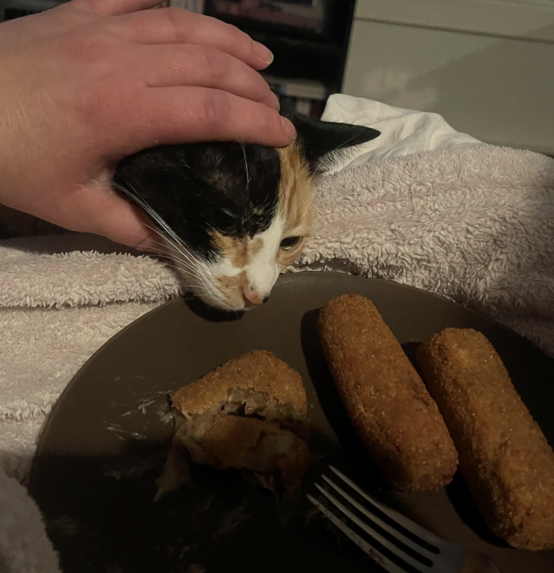 Cheezburger Image 10673392128