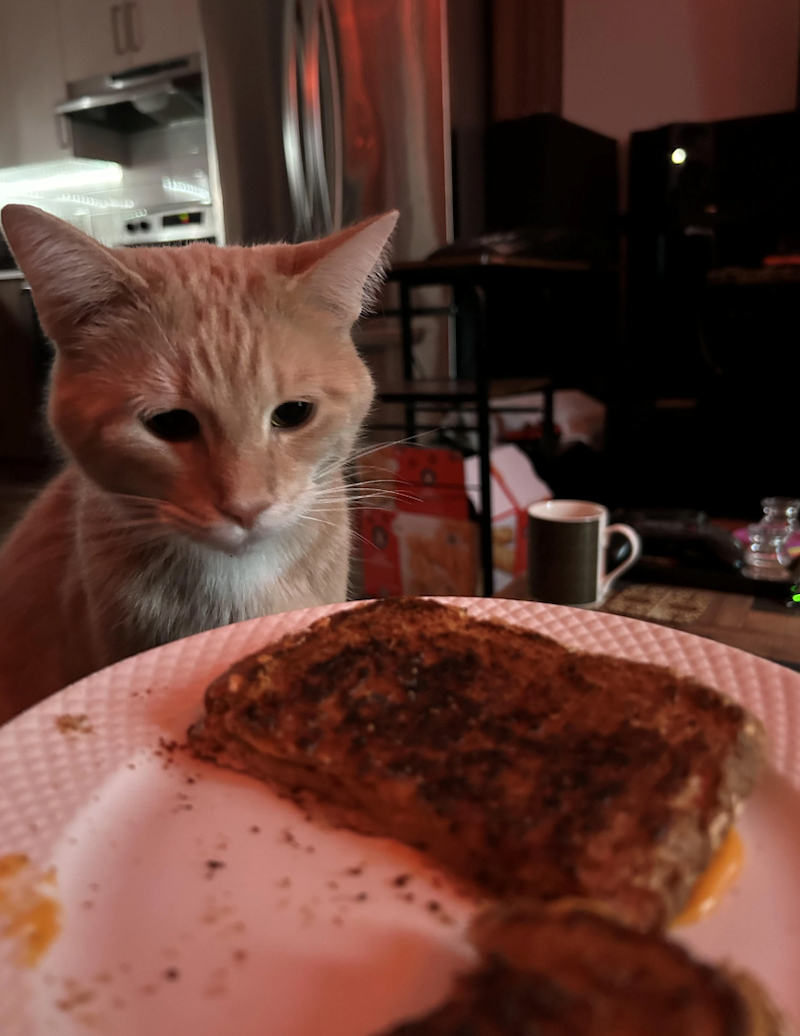 Cheezburger Image 10673394688