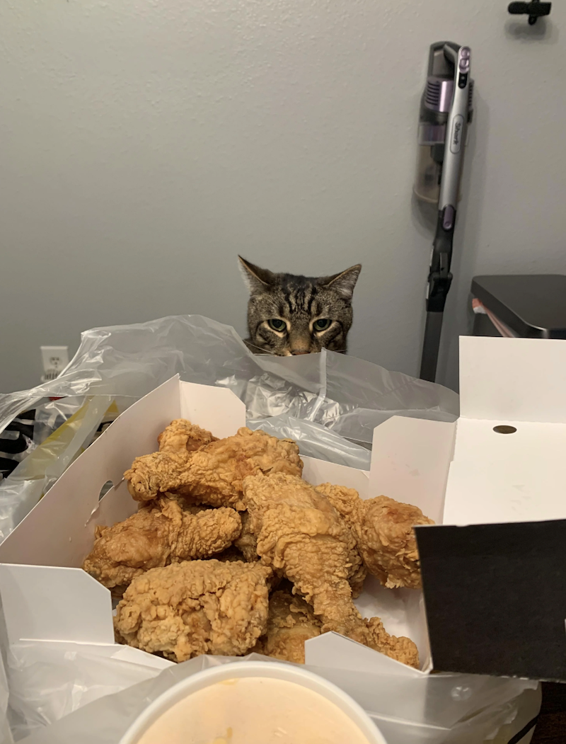 Cheezburger Image 10673395200