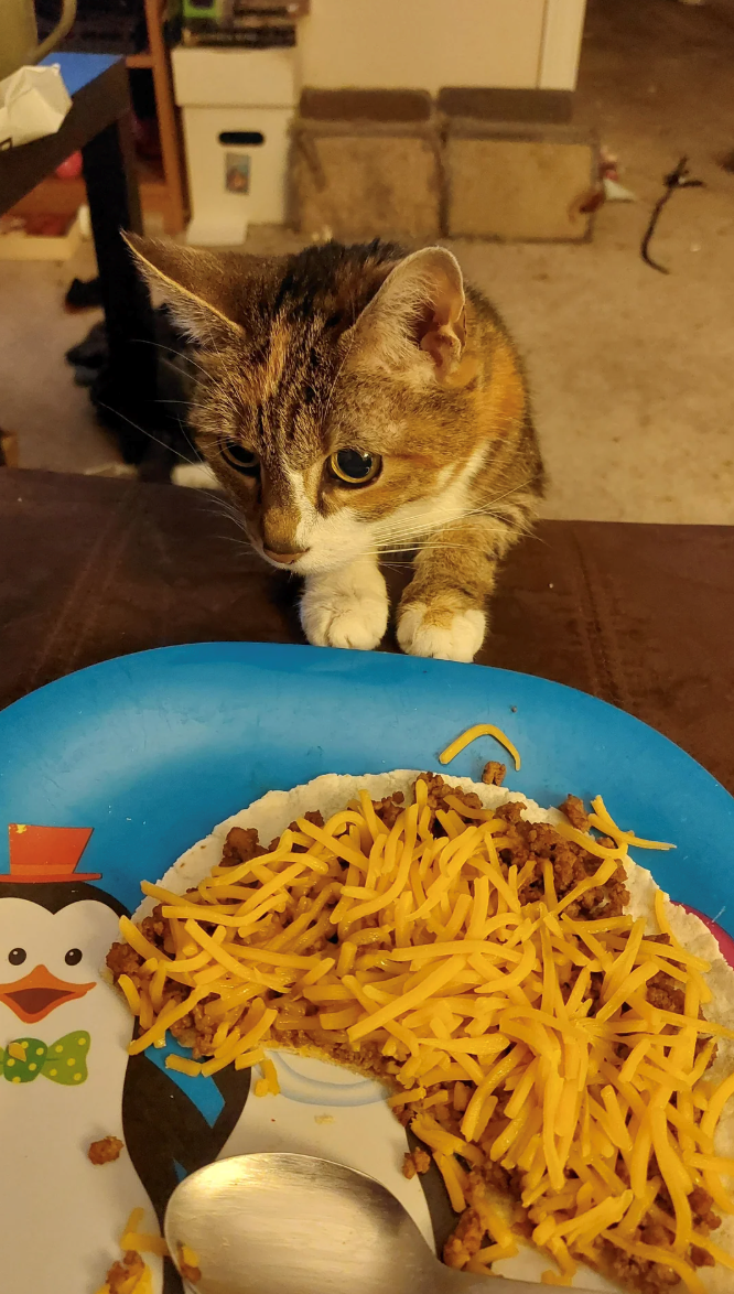 Cheezburger Image 10673397504