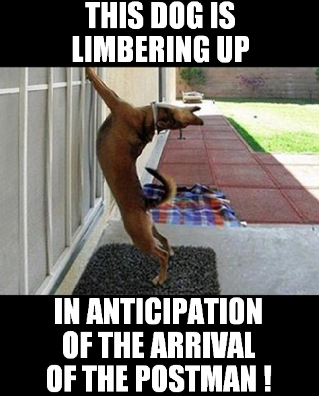 THIS DOG IS LIMBERING UP IN ANTICIPATION OF THE ARRIVAL OF THE POSTMAN!