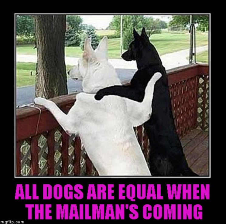 ALL DOGS ARE EQUAL WHEN THE MAILMAN'S COMING mgflip.com