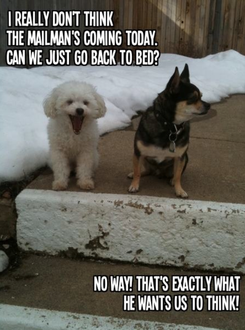 I REALLY DON'T THINK THE MAILMAN'S COMING TODAY. CAN WE JUST GO BACK TO BED? NO WAY! THAT'S EXACTLY WHAT HE WANTS US TO THINK!