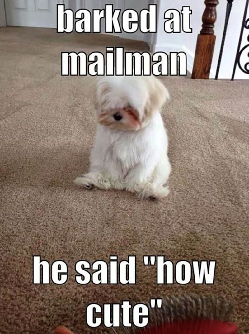 barked at mailman he said "how cute"