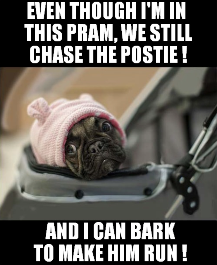 EVEN THOUGH I'M IN THIS PRAM, WE STILL CHASE THE POSTIE ! AND I CAN BARK TO MAKE HIM RUN!