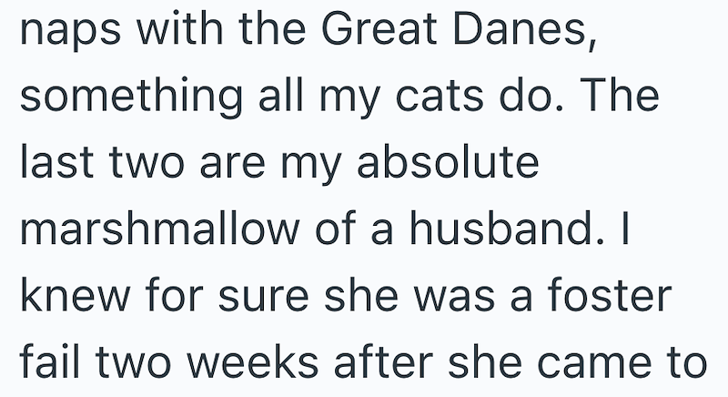naps with the Great Danes, something all my cats do. The last two are my absolute marshmallow of a husband. I knew for sure she was a foster fail two weeks after she came to