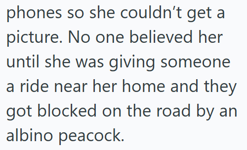 phones so she couldn't get a picture. No one believed her until she was giving someone a ride near her home and they got blocked on the road by an albino peacock.