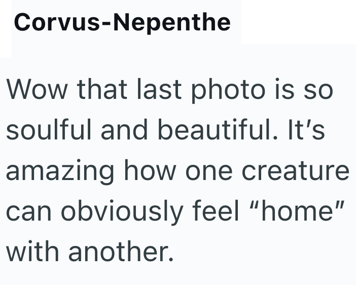 Corvus-Nepenthe Wow that last photo is so soulful and beautiful. It's amazing how one creature can obviously feel "home" with another.