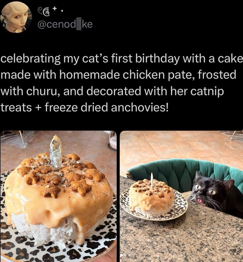 @cenod ke celebrating my cat's first birthday with a cake made with homemade chicken pate, frosted with churu, and decorated with her catnip treats + freeze dried anchovies!