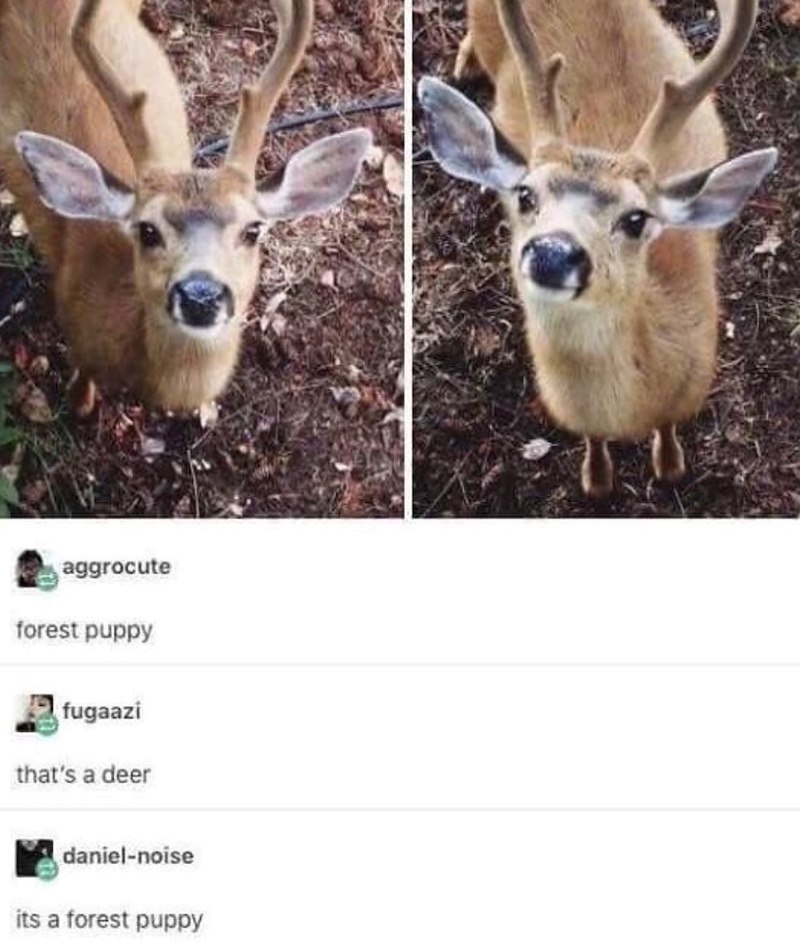 aggrocute forest puppy fugaazi that's a deer daniel-noise its a forest puppy